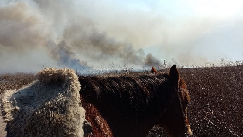 Para este domingo, los brigadistas comenzarán su trabajo a las 9 de la mañana.