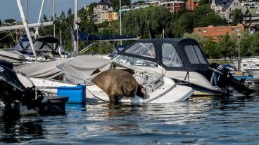 Las autoridades sostuvieron que no podían "garantizar por ningún medio el bienestar del animal".