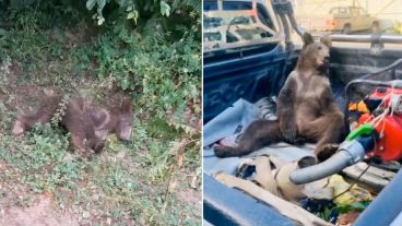 Los hospitales en Turquía ven docenas de casos de "intoxicación por miel loca" cada año.