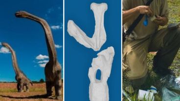 El hallazgo se hizo en 1943, durante unos trabajos de exploración de la Tropical Oil Company.