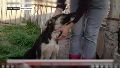 La historia detrás del abandono de un perro en San Lorenzo: un hombre lo arrojó al techo de un refugio