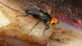 Fotos: moscas carnívoras que se creían extintas reaparecieron en Francia