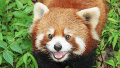 Esperanzador: nació un panda rojo en peligro de extinción en Reino Unido