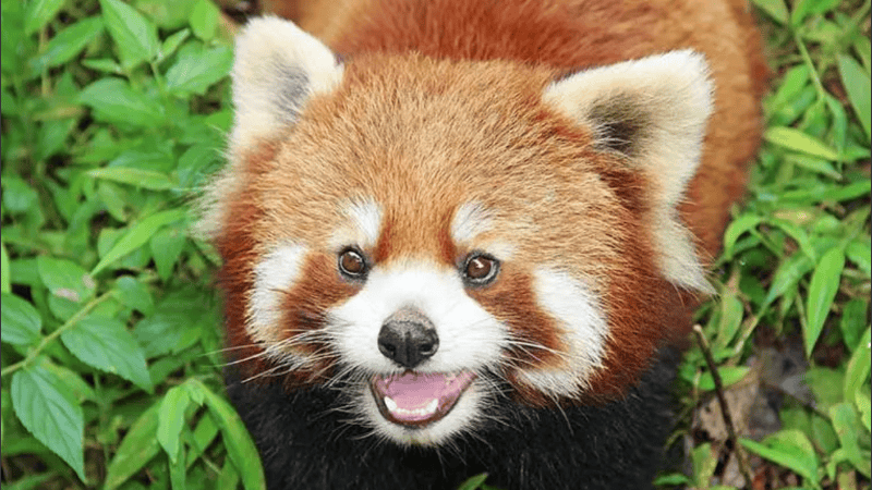 Si bien los osos pandas rojos son carnívoros, su dieta está compuesta por grandes cantidades de hojas, frutos, flores, vegetales y arbustos