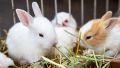 Holanda: conejos desenterraron tres cadáveres de la Segunda Guerra Mundial en un jardín