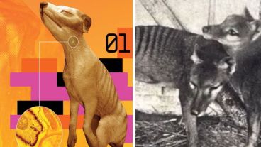 El último ejemplar murió en cautiverio el 7 de septiembre de 1936.