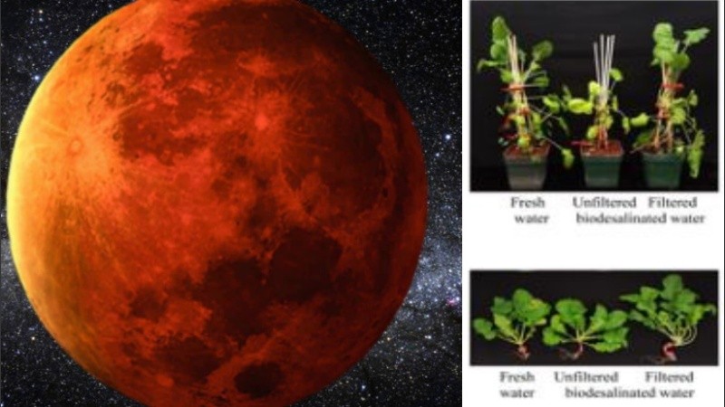Los resultados indican que es posible cultivar alimentos en el suelo marciano.