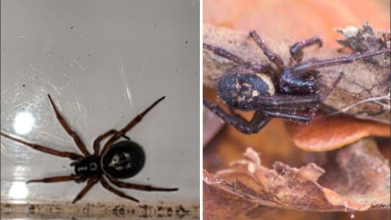 Las fotos compartidas en redes muestran como las arañas se van colando en las casas.