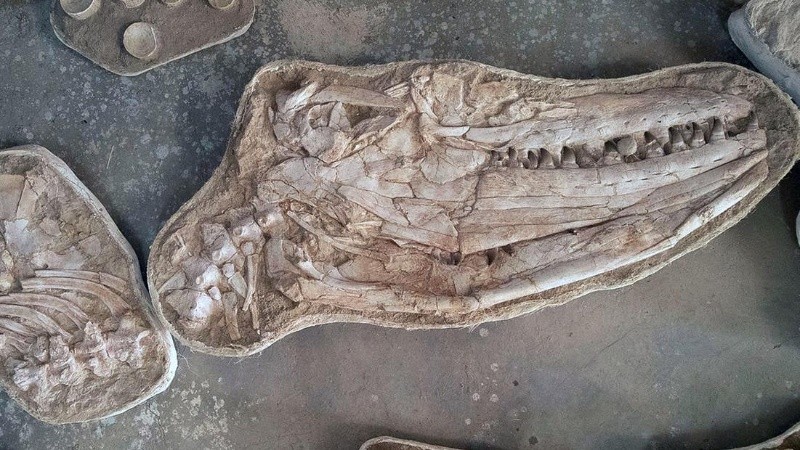 El Thalassotitan vivió en el último millón de años de la Era de los Dinosaurios.