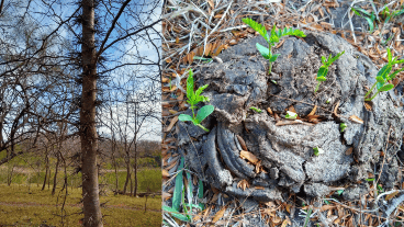 La acacia negra no era del humedal pero llegó "en el tracto digestivo de las vacas".