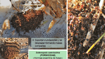 Oportunista y agresiva, la hormiga argentina de fuego conquista las zonas quemadas del Delta.