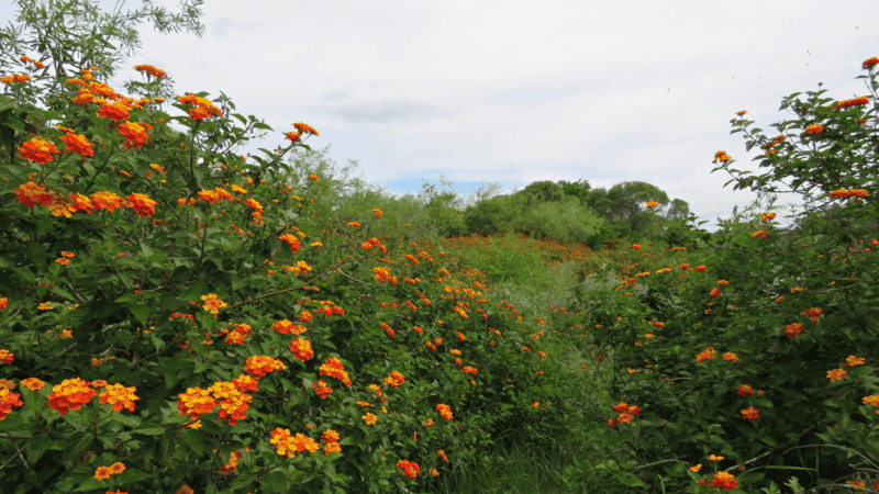 La riqueza de las 89 hectáreas al sur del arroyo Saladillo ya es Reserva Natural Manejada.