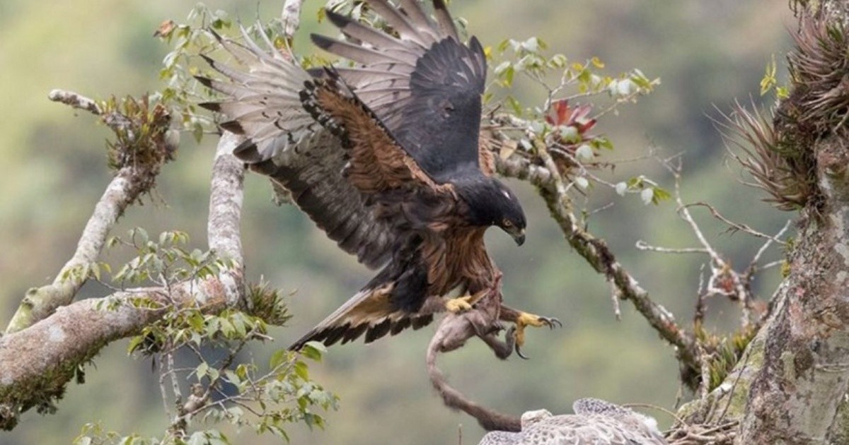 Estudios: Determinaron el área de refugio de la especie de águilas andinas  juveniles | Rosario3