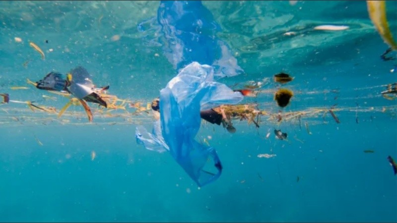 El estudio proporciona una imagen sin precedentes de cómo le irá a la vida marina en un futuro océano más cálido