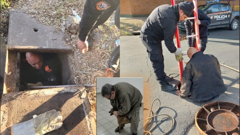 El animal fue derivado por los agentes a las instalaciones del IMUSA para que constataran el estado de salud.