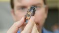 Científicos japoneses lograron controlar los movimientos de una cucaracha a través de un módulo inalámbrico