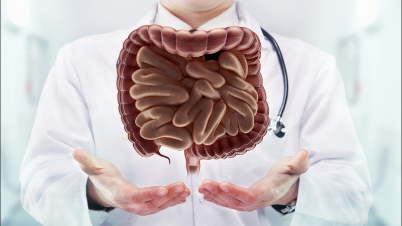 Doctor with stethoscope and digestive system on the  hands in a hospital