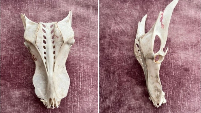 El cráneo parece sacado directamente de Game of Thrones.