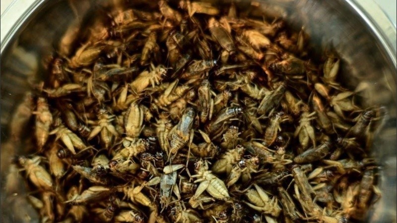 Tailandia ya tiene miles de granjas de insectos.