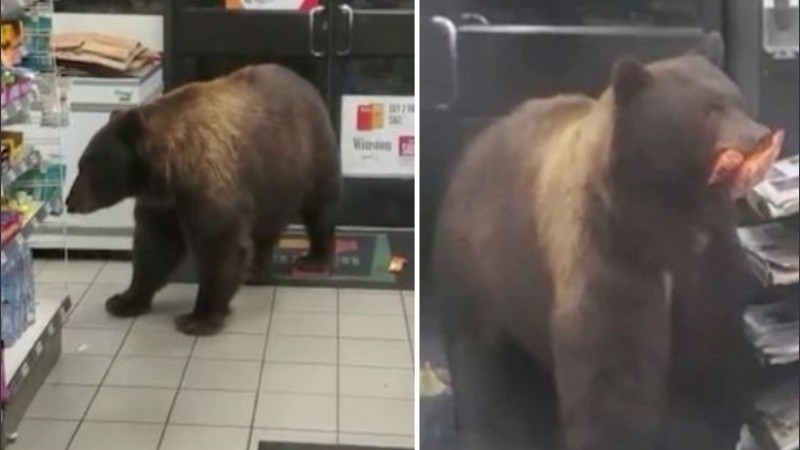 El oso hizo múltiples viajes a la tienda, sacando una barra de chocolate cada vez. 