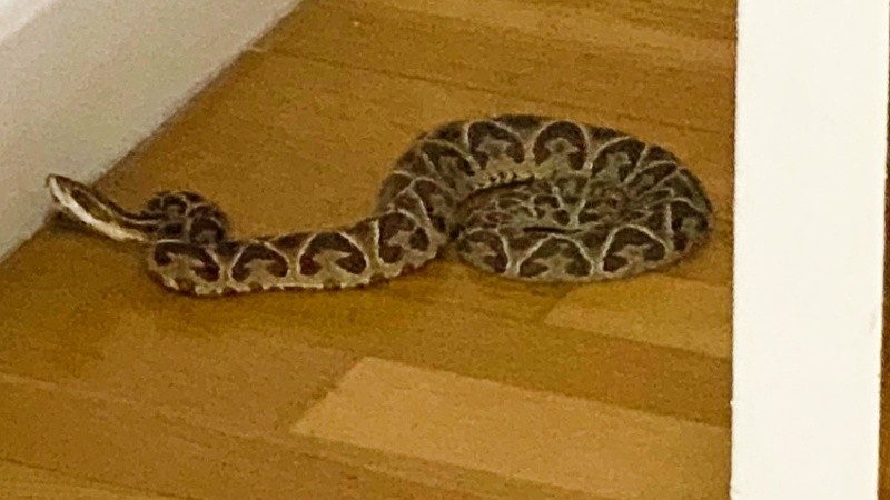 La yarará, adulta, apareció en el living en posición defensiva.