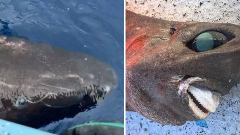 El monstruo marino de ojos saltones y pequeños dientes protuberantes sería un raro tiburón.