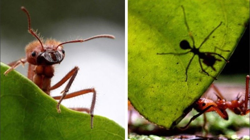 Hay más de 12.000 especies conocidas de hormigas en el planeta Tierra.