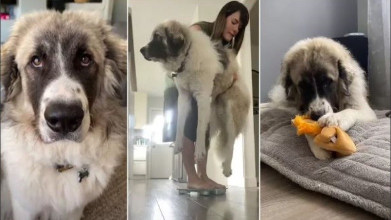 Tiene solo 11 meses de edad, pero ya pesa varios kilos. 