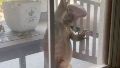Video de terror: lagarto "Godzilla" intentó entrar en la casa de una familia a través de la ventana