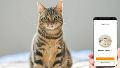 Una aplicación traduce los maullidos de gatos a lenguaje humano