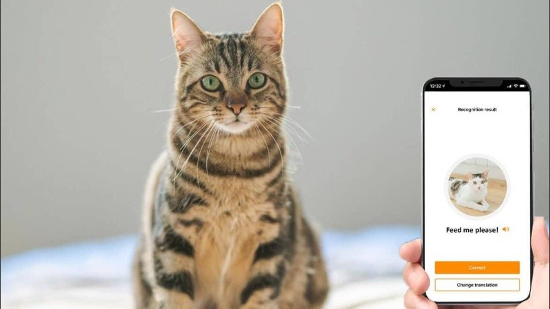 La aplicación usa el teléfono para escuchar los maullidos de los gatos.