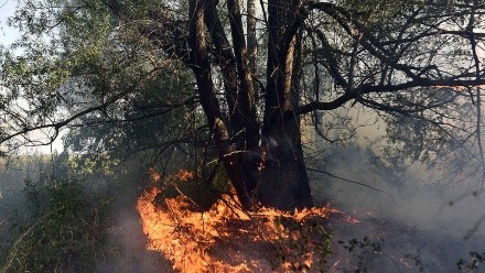 Incendios en el Delta del Paran�