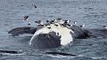 Misterio y preocupación: hallaron seis ballenas muertas en Puerto Pirámides