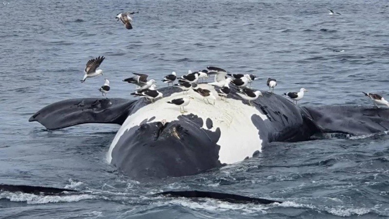 Las ballenas habrían ingerido alguna toxina.