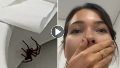 Susto: una enorme araña la sorprendió en el inodoro