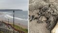 Fotos: una misteriosa criatura marina peluda y sin rostro fue encontrada en una playa del Reino Unido