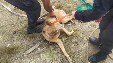 El perro fue rescatado y trasladado para atención de un veterinario.