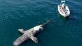 Chubut en alerta: ascendió a 15 el número de ballenas muertas en las costas de la Península Valdés