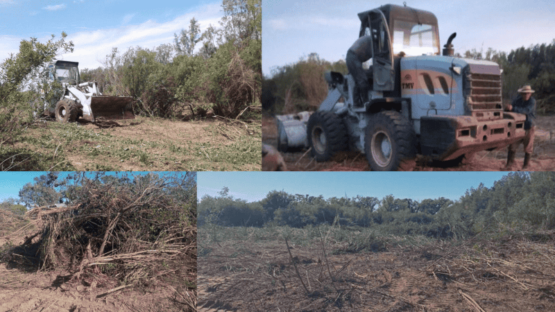 Las topadoras avanzan contra el monte nativo del humedal.