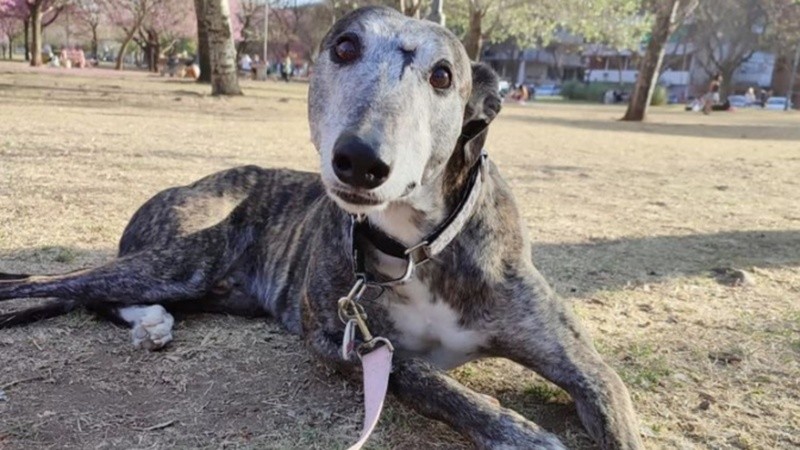 Muchas veces, los perros galgo son abandonados por quienes los usan para correr.