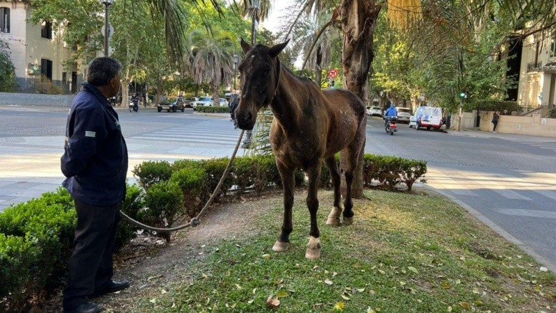 El animal fue retenido sobre el cantero central de Oroño