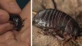 Fotos y video: encontraron en Australia una cucaracha que se creía extinta hace 80 años