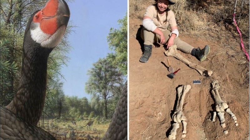 Los fósiles de ejemplares jóvenes de estas aves son extremadamente escasos.