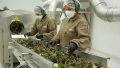 La Anmat habilitó la primera planta de producción de cannabis medicinal a gran escala del país