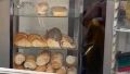 "¿Bromatología?; bien, gracias": filmaron a una rata comiendo medialunas en una panadería