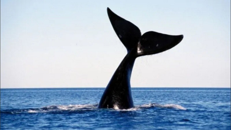 Puerto Madryn, uno de los destinos más elegidos.