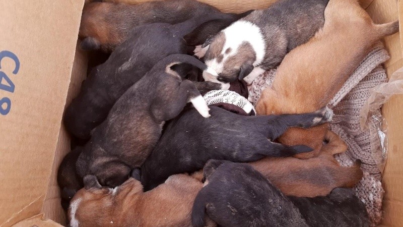 A resguardo. La camada de perritos mestizos rescatados en Hostal del Sol. 