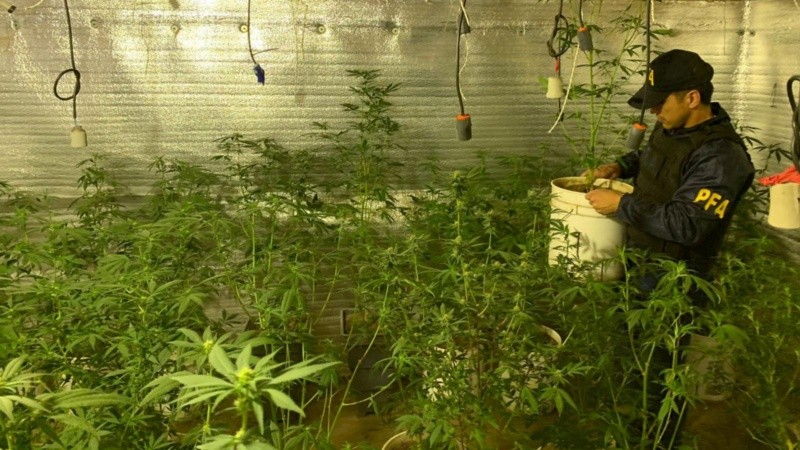 El allanamiento de la Policía Federal permitió hallar una gran cantidad de plantas de marihuana y detener a cuatro personas.
