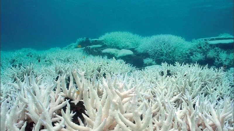 Para 2100, se estima que el 93% de los arrecifes del mundo se verán amenazados.