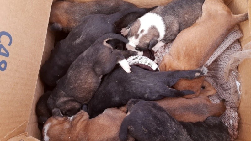 Los cachorros rescatados de una alcantarilla.